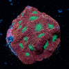 Red War coral - riptide aquaculture llc