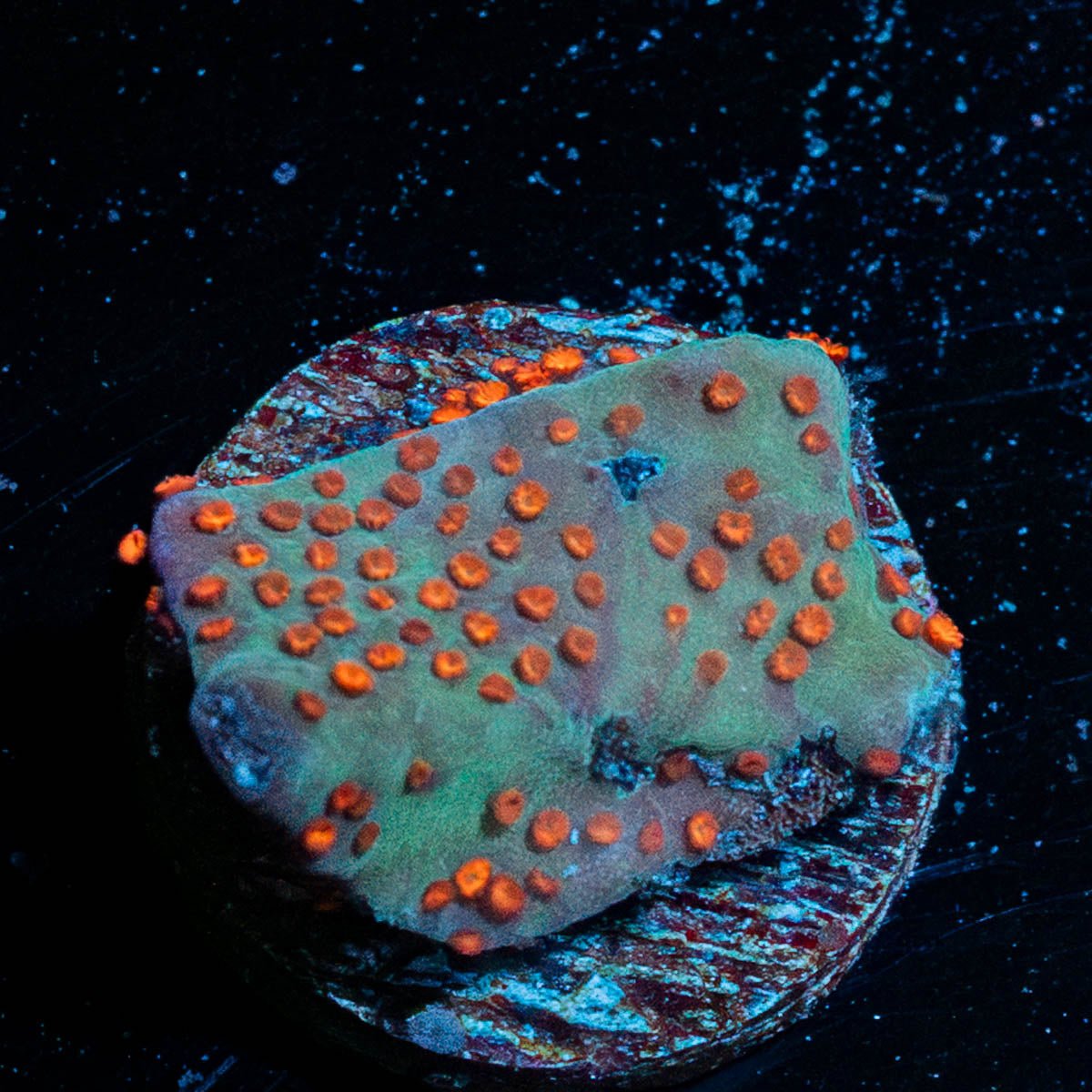 Jedi Mind Trick Montipora - riptide aquaculture llc