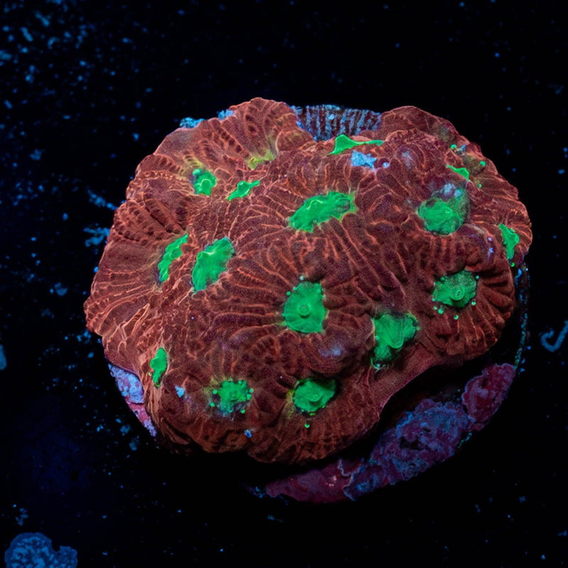 Red War coral