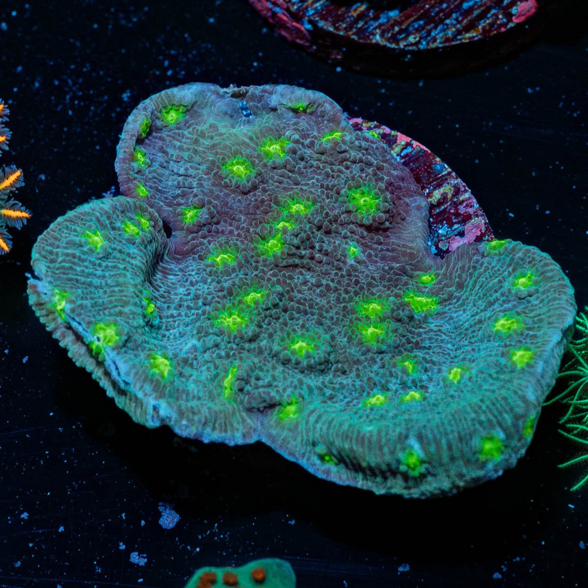 Hollywood Stunner Chalice - riptide aquaculture llc