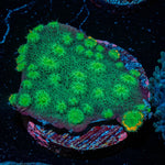 Hollywood Stunner Chalice - riptide aquaculture llc