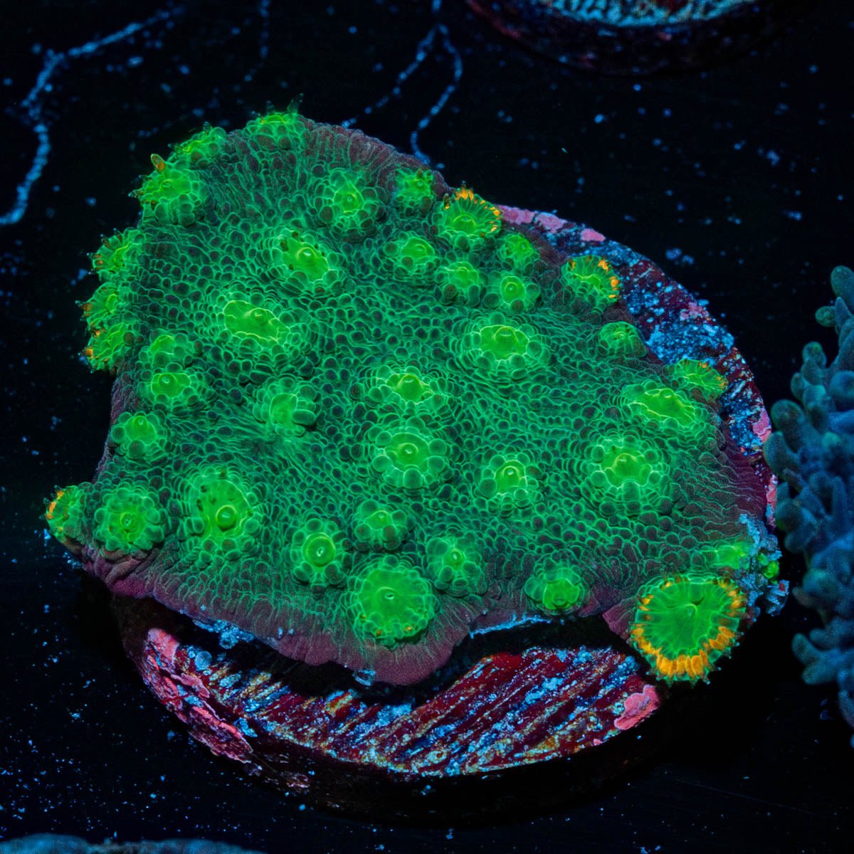 Hollywood Stunner Chalice - riptide aquaculture llc