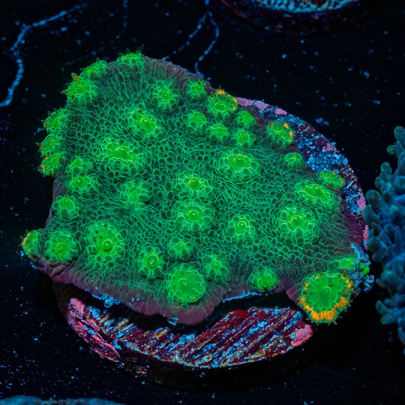 Hollywood Stunner Chalice