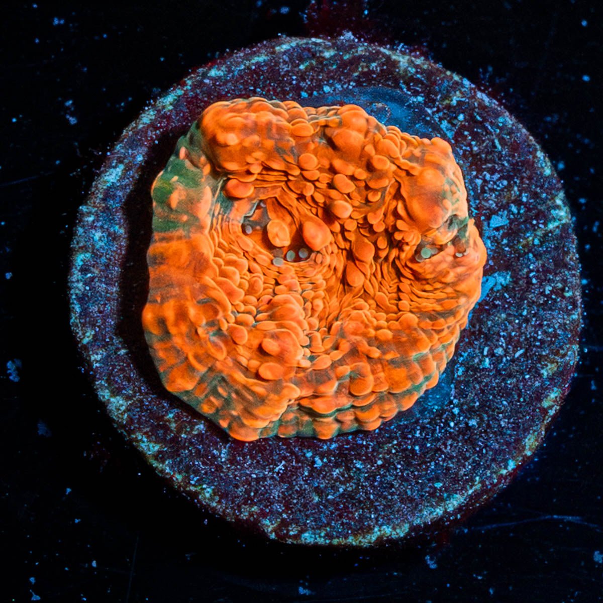 Jolly Rancher Chalice - riptide aquaculture llc