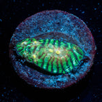 The Mask Convict Chalice - riptide aquaculture llc