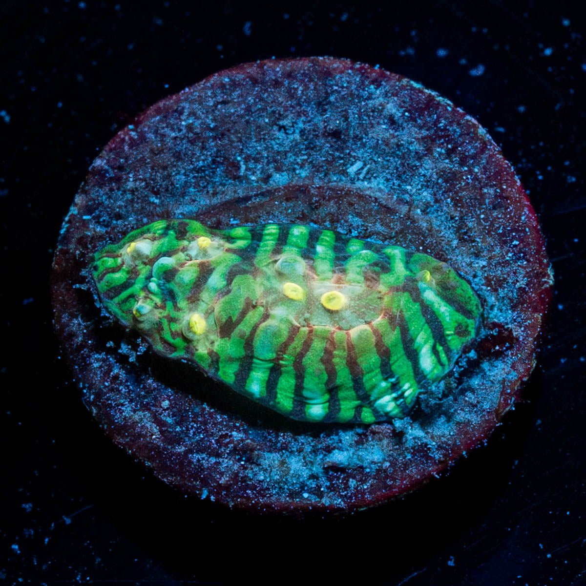 The Mask Convict Chalice - riptide aquaculture llc