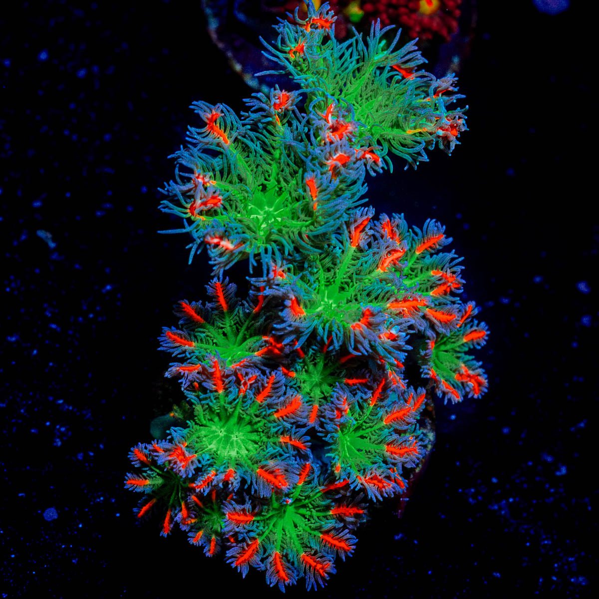 ARC Firework Clove Polyps - riptide aquaculture llc