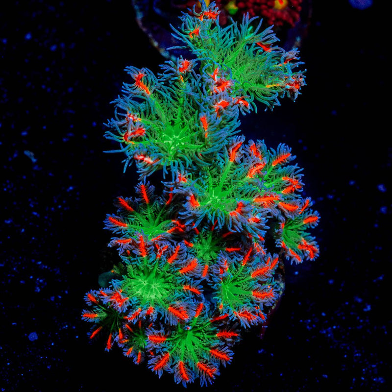 ARC Firework Clove Polyps