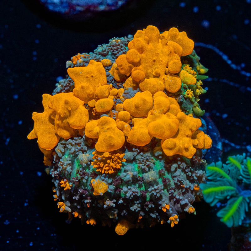 SunKist Bounce Mushroom