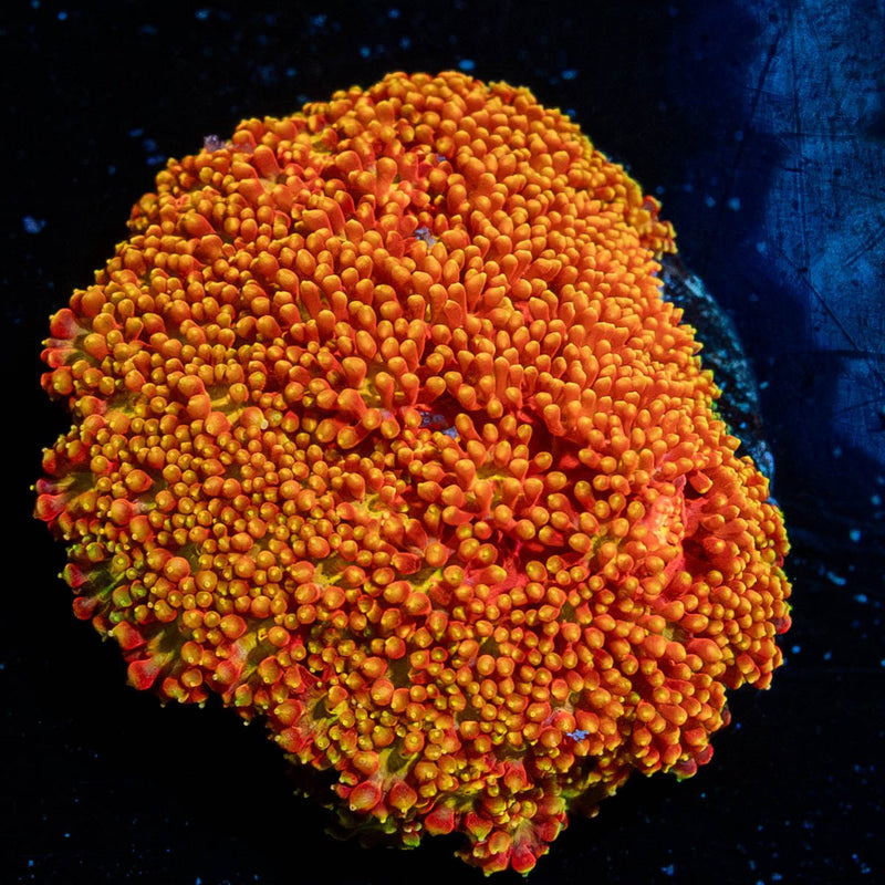 Rainbow Bardanapora