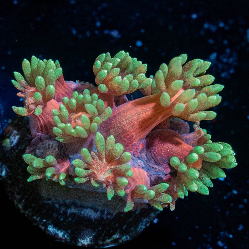 Iron Man Goniopora
