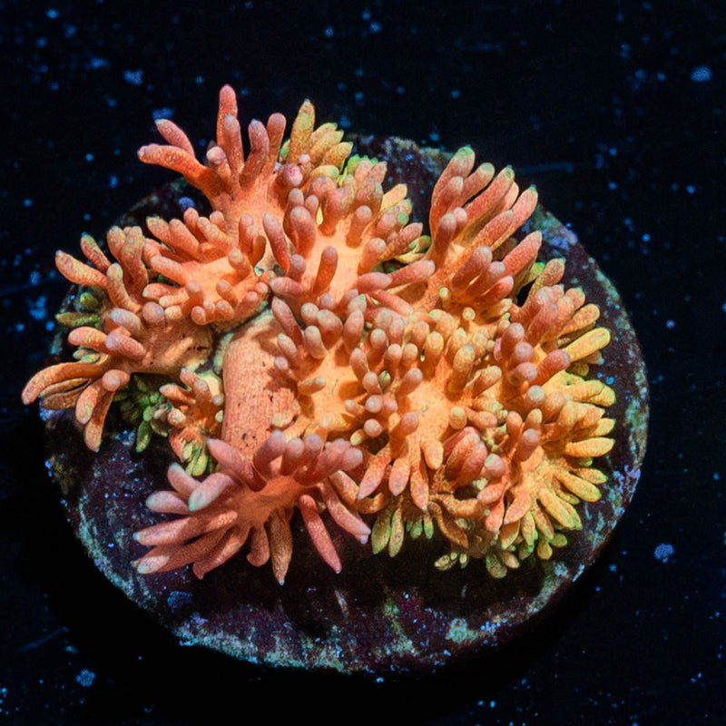 Encore Goniopora