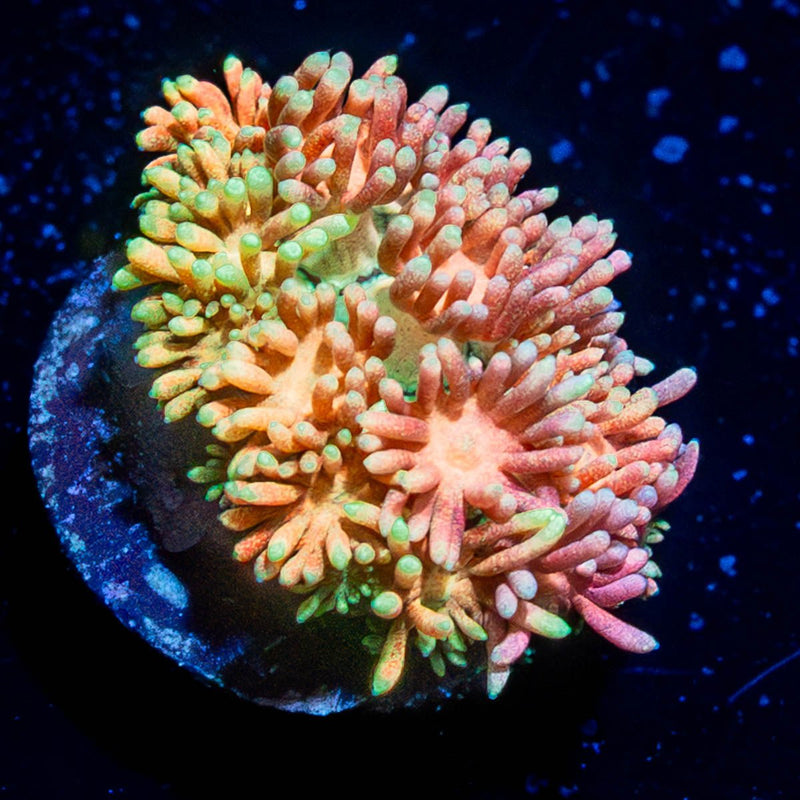 Encore Goniopora