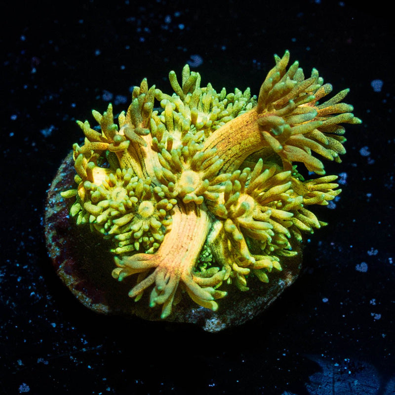 Tweety Bird Goniopora