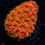 Rainbow Bardanapora - riptide aquaculture llc