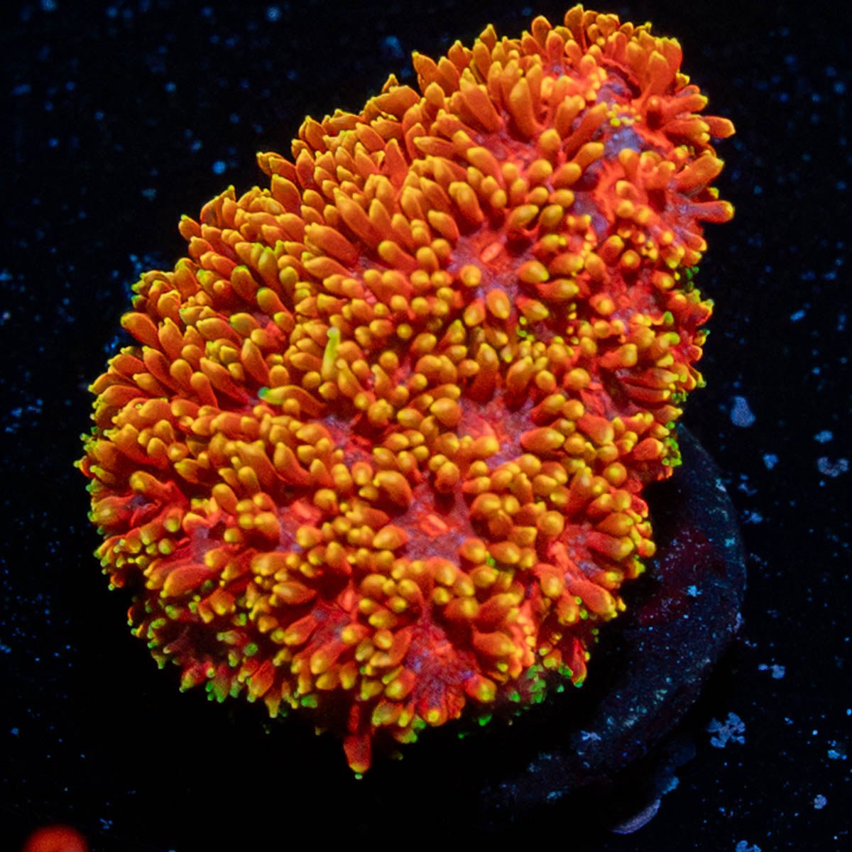 Rainbow Bardanapora - riptide aquaculture llc