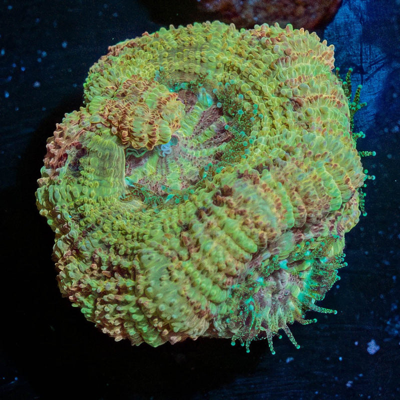 MoonLight Asian Acan