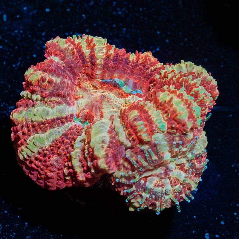 Red Panda Asian Acan
