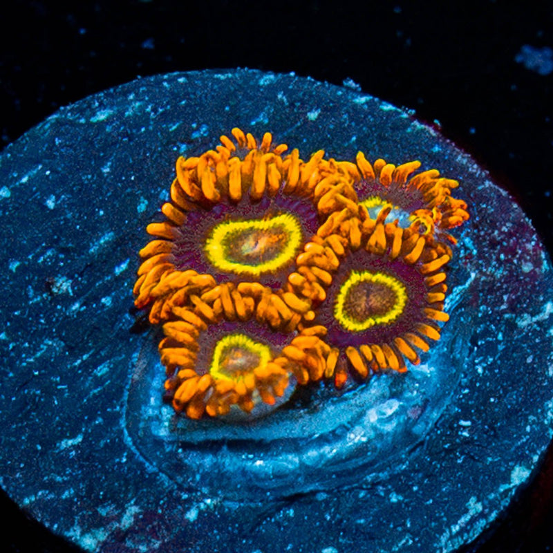 Rainbow Hornets Zoanthid
