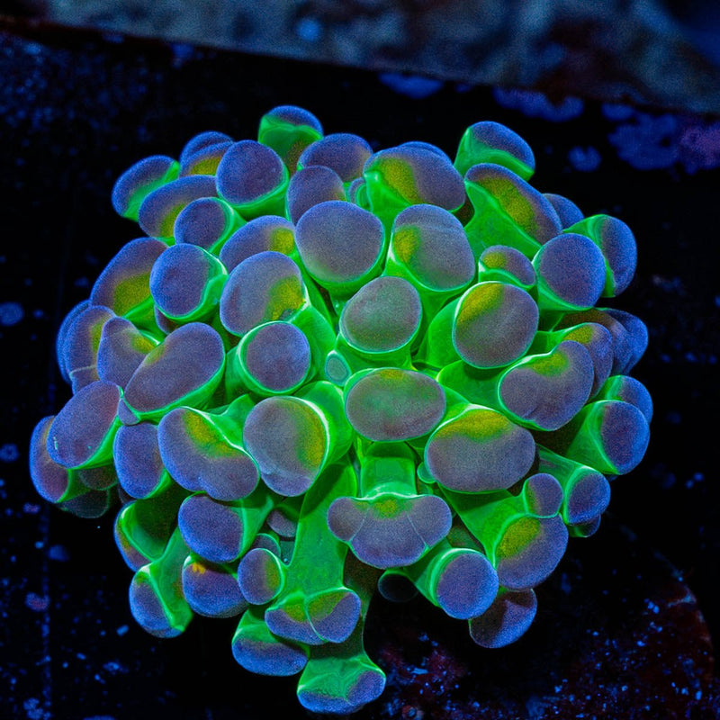 Hologram Hammer