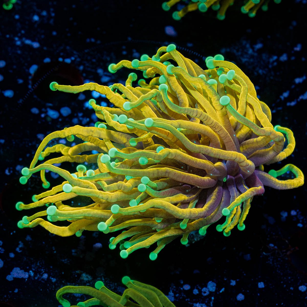 Blow Torch - riptide aquaculture llc