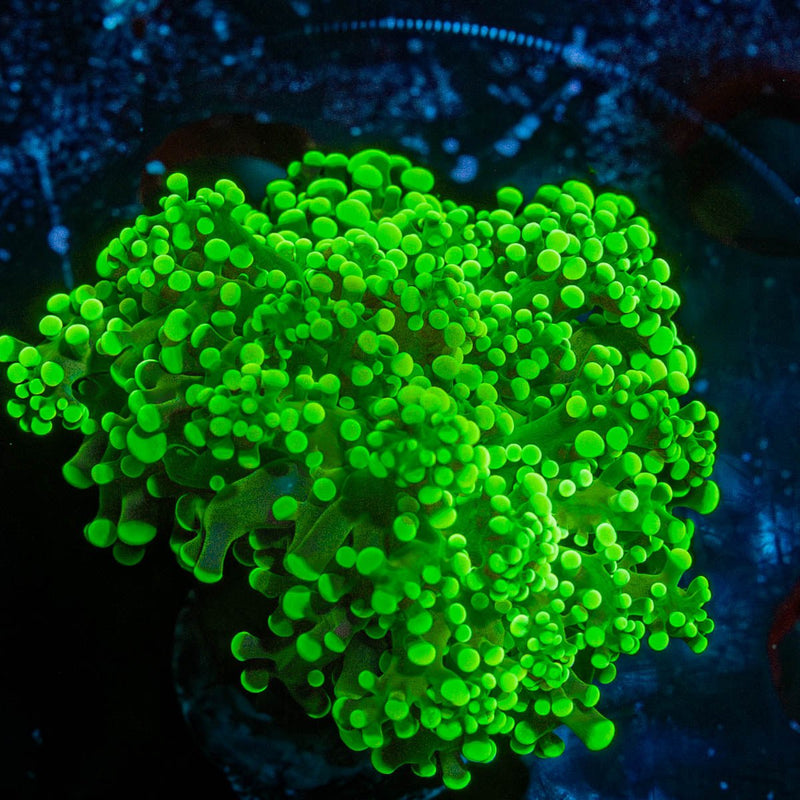Branching Frogspawn