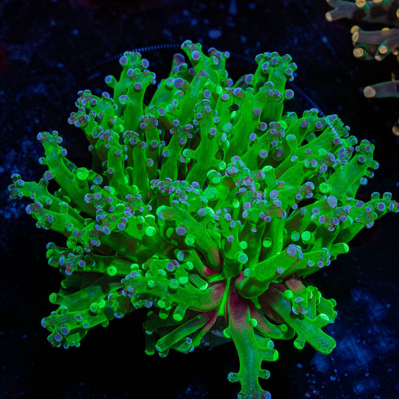 Branching Frogspawn