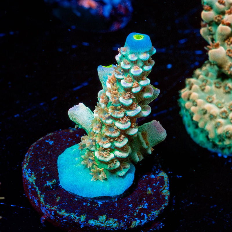 Chevron Tenuis