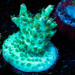 Yoda Acropora - riptide aquaculture llc