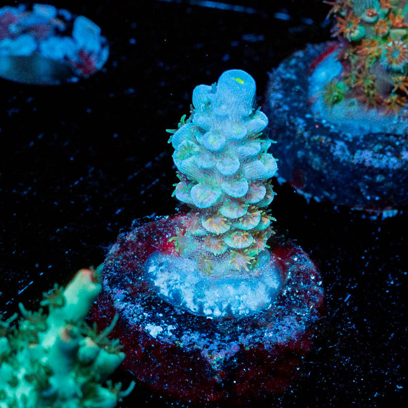 TSA Rainbow Fusion Acropora