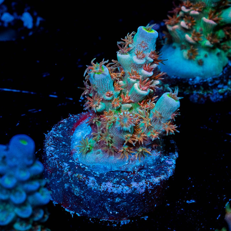 Globe Master Acropora
