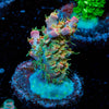 Buzz Lightyear Acropora - riptide aquaculture llc