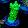 Domicile Disruptor Acropora - riptide aquaculture llc