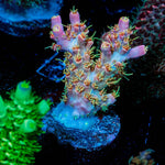 Buzz Lightyear Acropora - riptide aquaculture llc