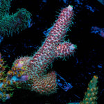 Judge Judy Acropora - riptide aquaculture llc