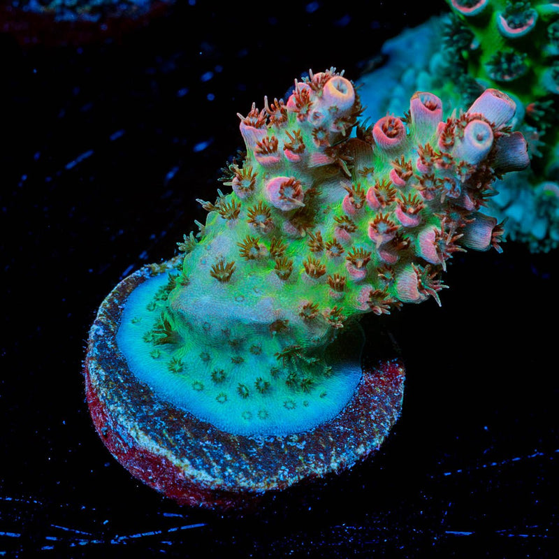 Princess Peach Acropora
