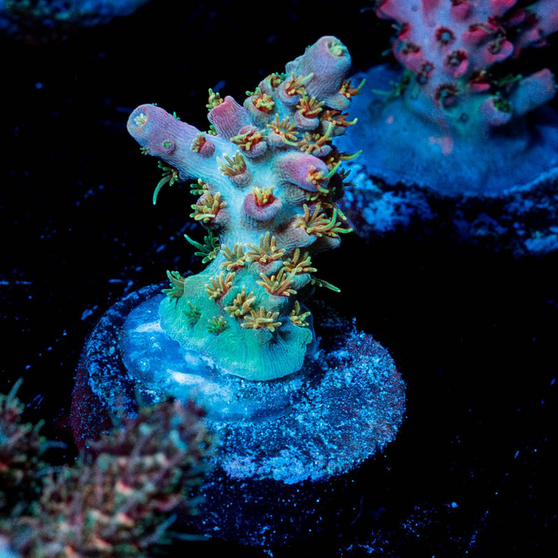 Buzz Lightyear Acropora