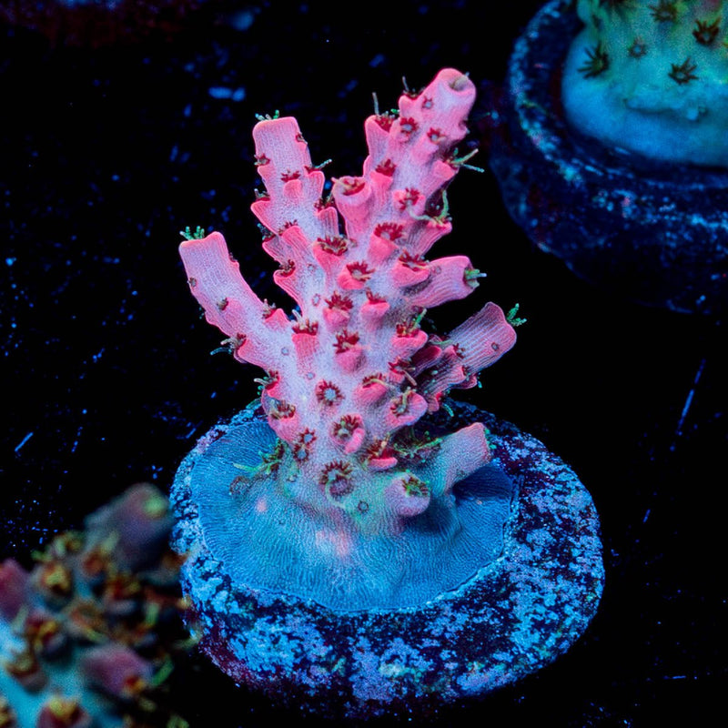 Night furry Acropora