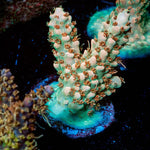 Temporal Distortion Acropora - riptide aquaculture llc