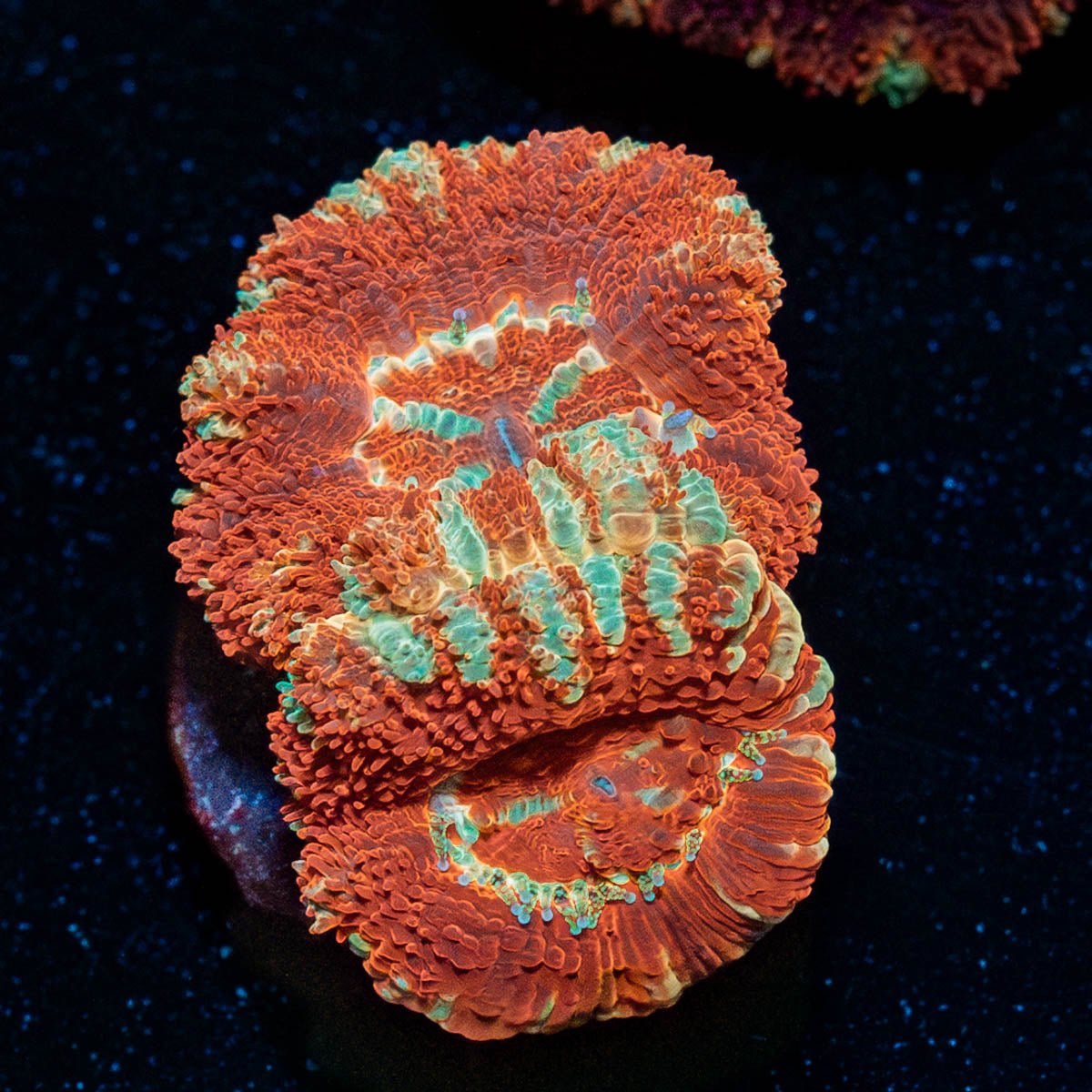 Bloodmoon Asian Scan - riptide aquaculture llc