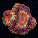 Bloodmoon Asian Scan - riptide aquaculture llc