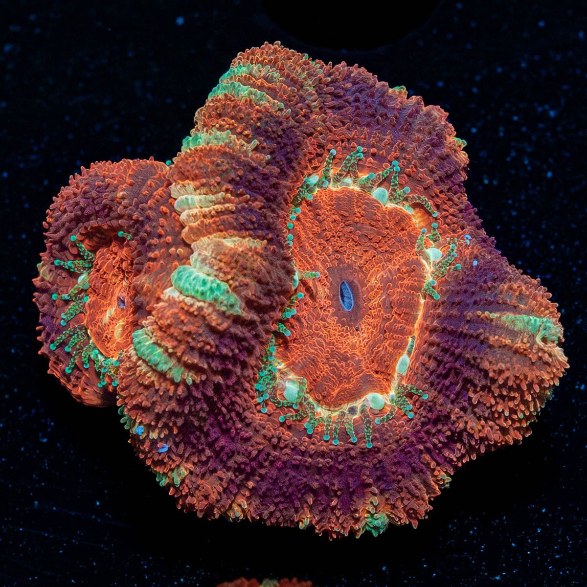 Bloodmoon Asian Scan - riptide aquaculture llc