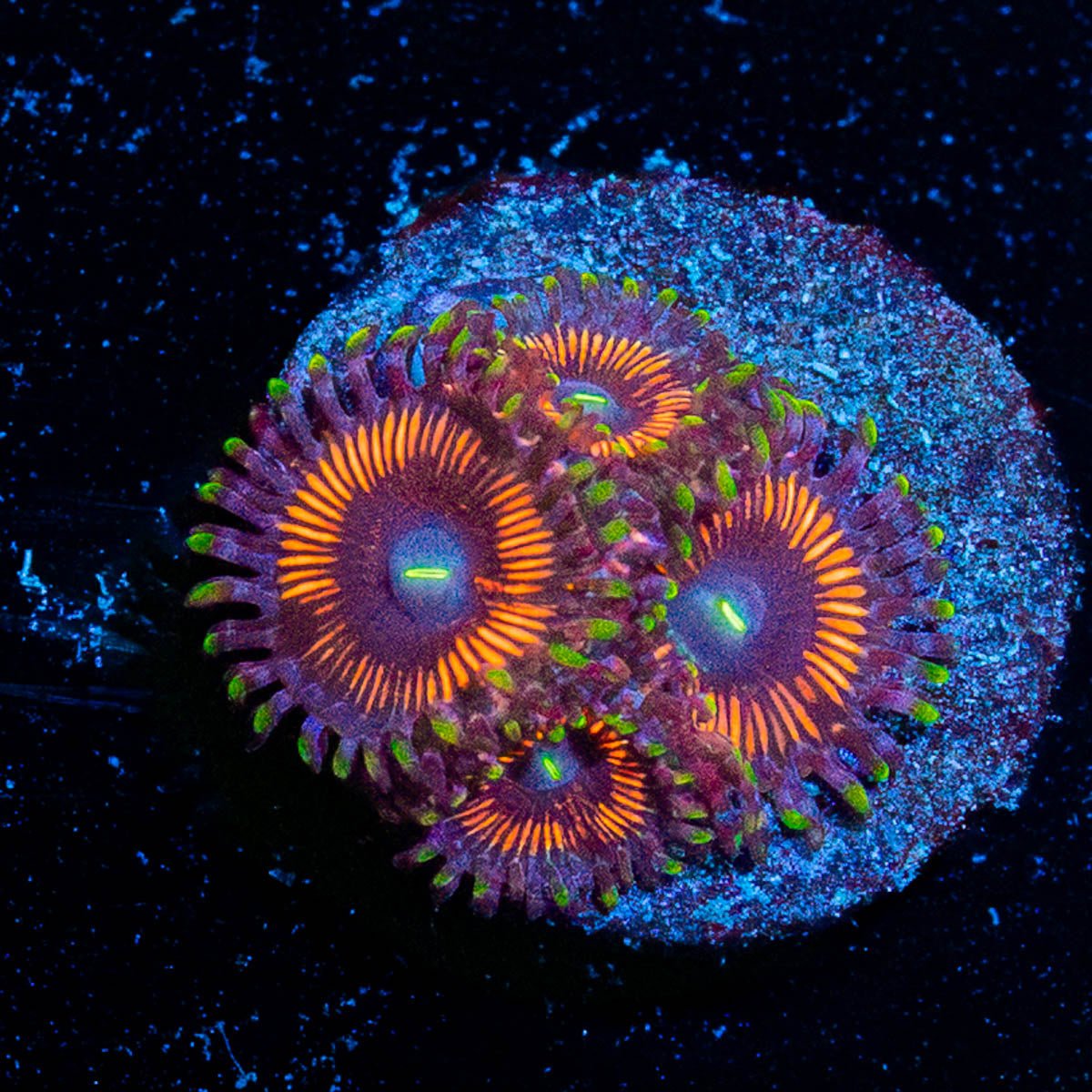 Cotton Candy Zoanthid - riptide aquaculture llc