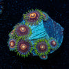 Jawbreaker Hornets Zoanthid - riptide aquaculture llc