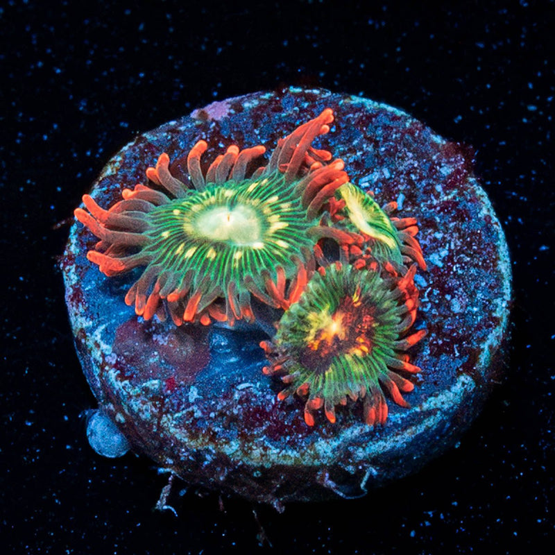 Blueberry Yum Yum Zoanthid