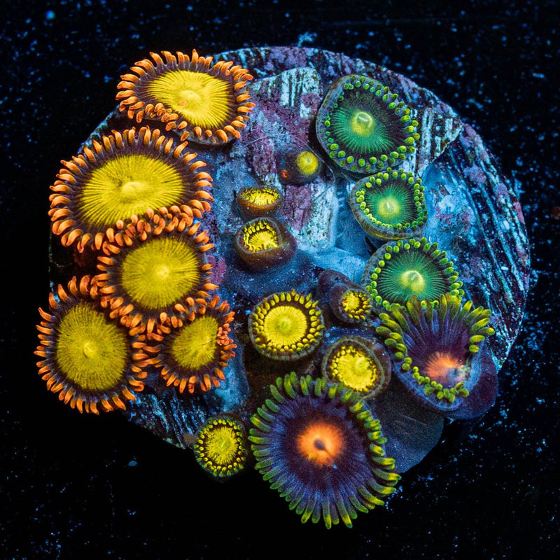 Zoanthid Combo Plug