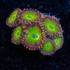Rainbow Trolls Zoanthid - riptide aquaculture llc