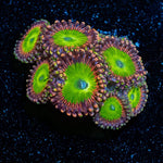 Rainbow Trolls Zoanthid - riptide aquaculture llc