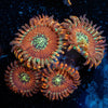 Dark Magicians Zoanthid - riptide aquaculture llc