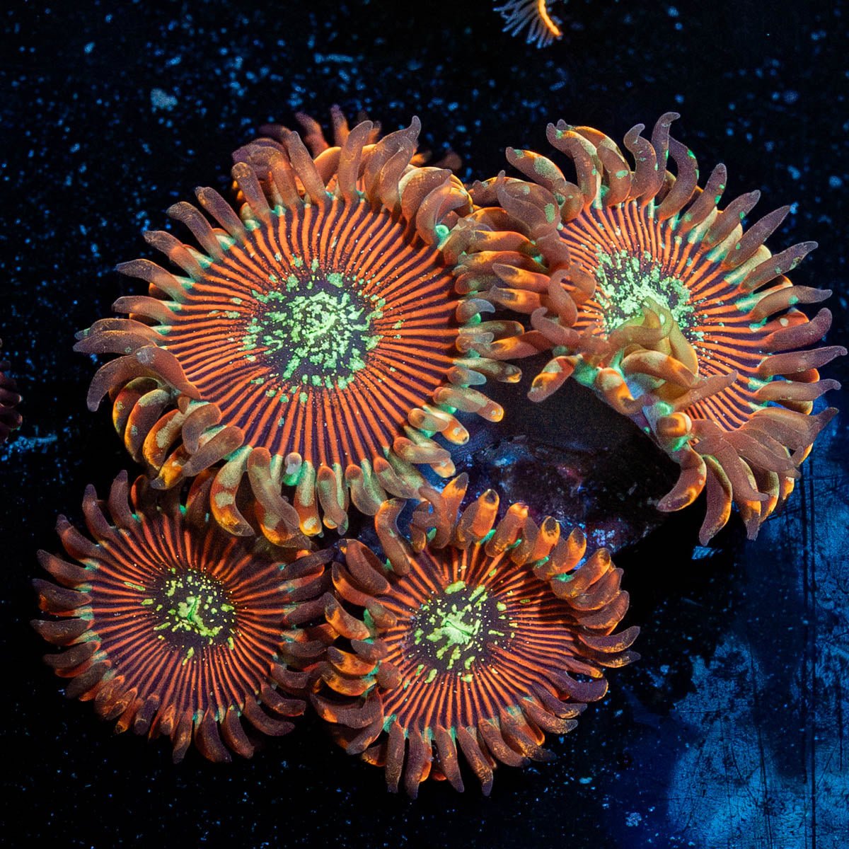 Dark Magicians Zoanthid - riptide aquaculture llc